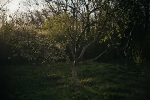 Lone tree in the middle of a field in the forest Stock Photos