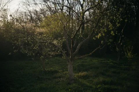 Lone tree in the middle of a field in the forest Stock Photos