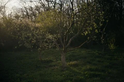 Lone tree in the middle of a field in the forest Stock Photos