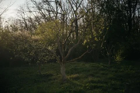 Lone tree in the middle of a field in the forest Stock Photos