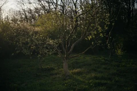 Lone tree in the middle of a field in the forest Stock Photos