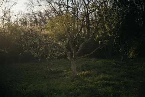 Lone tree in the middle of a field in the forest Stock Photos
