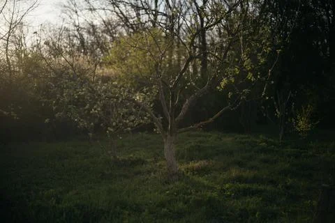 Lone tree in the middle of a field in the forest Stock Photos