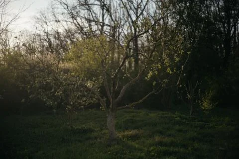 Lone tree in the middle of a field in the forest Stock Photos