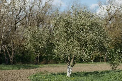 Lone tree in the middle of a field in the forest Stock Photos