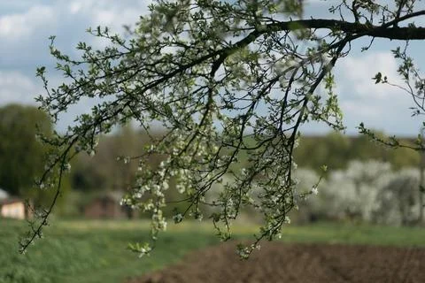 Lone tree in the middle of a field in the forest Stock Photos
