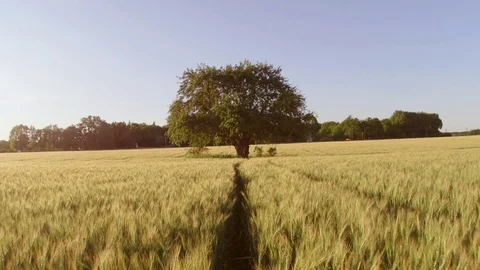 Lone tree in the middle of the field. Steadicam shot Видео 76905185