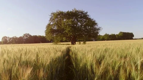 Lone tree in the middle of the field. Steadicam shot Video stock 76905270