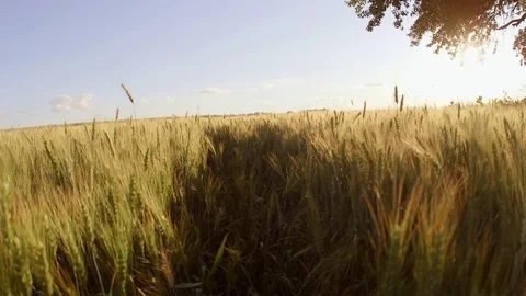 Lone tree in the middle of the field. Steadicam shot Stock Footage 76905422