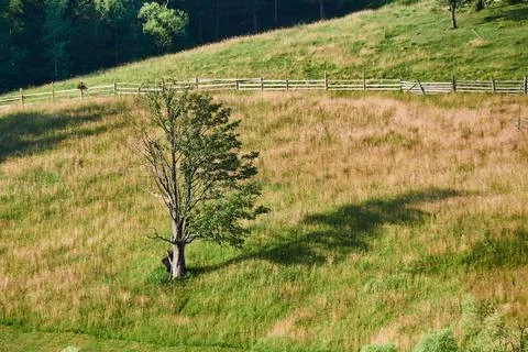 Lone tree in the middle of the meadow Foto stock