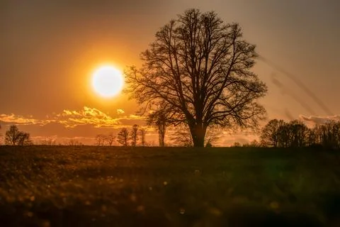 Lone tree in middle of open field Stock Photos
