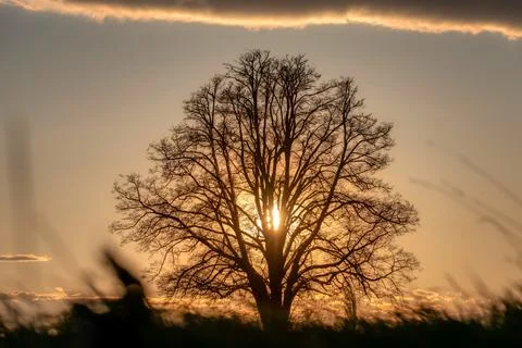 Lone tree in middle of open field Stock Photos