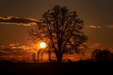 Lone tree in middle of open field Foto stock