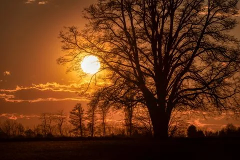 Lone tree in middle of open field Stock Photos