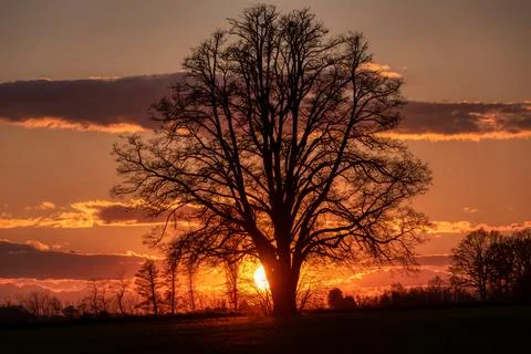 Lone tree in middle of open field Stock Photos