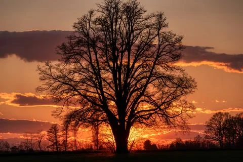 Lone tree in middle of open field Stock Photos