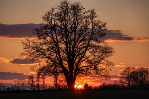 Lone tree in middle of open field Stock Photos