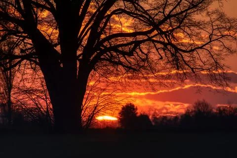 Lone tree in middle of open field Stock Photos