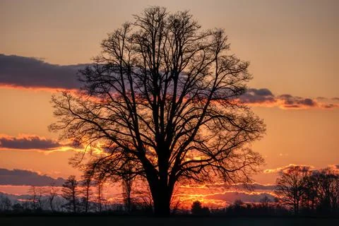 Lone tree in middle of open field Stock Photos