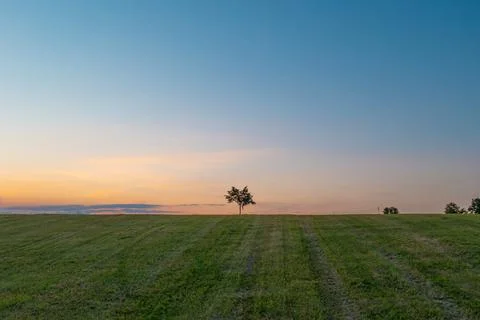 Lone Tree on Minimal Field at Sunset Stock Photos