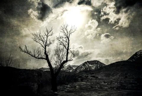 Lone tree in moonlight Stock Photos