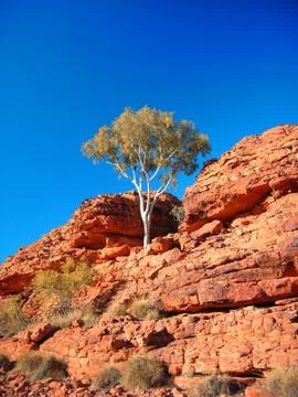 A lone tree on a mountain against a deep blue sky. Copy space: top 스톡 사진