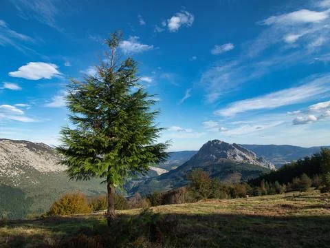 Lone Tree in Mountain Landscape - A dramatic mountain landscape with a soli.. Stock Photos
