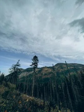 Lone Tree on Mountain Ridge Under Cloudy Sky Stock Photos