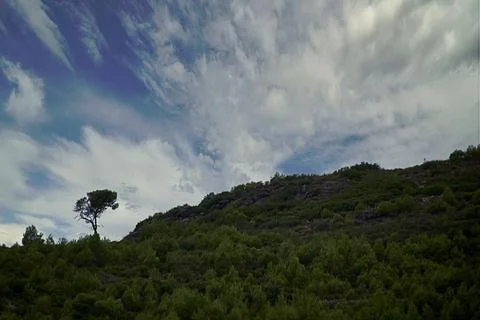 Lone tree on the mountain surrounded by bushes Stock Photos
