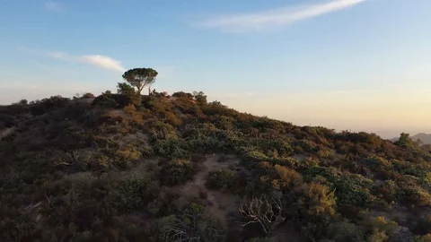 Lone Tree on Mountain Top in Los Angeles with Golden Sunset Stock Footage 116736461