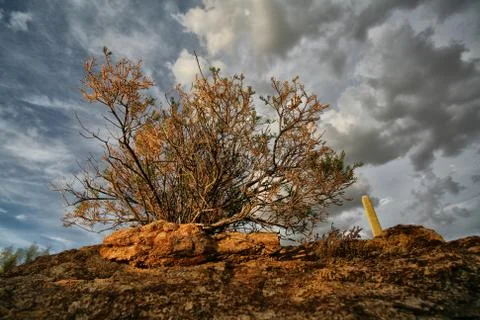 Lone Tree on Mountain top Stock Photos