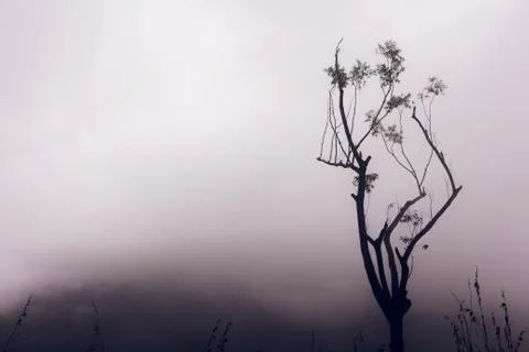 Lone tree on a mountain which covered by morning mist. Stock Photos