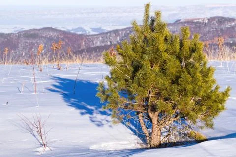 Lone tree mountains Stock Photos