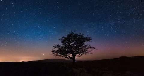 Lone tree at night Stock Footage 111986669