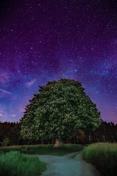Lone tree at night with starry sky Stock Photos