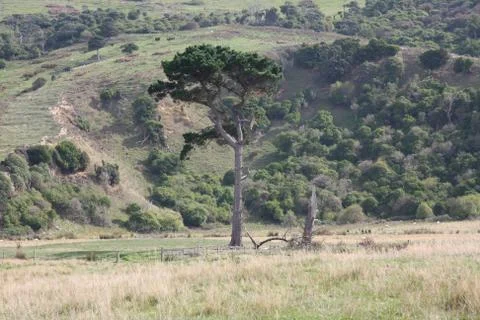 Lone tree Okia Flat, Otago Peninsula, Dunedin, New Zealand Stock Photos