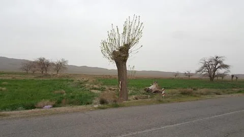 A lone tree in an open field, casting a soft shadow under stock photo. Stock Photos