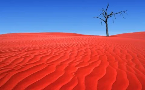 Lone tree in outback of Australia Foto stock