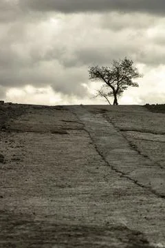 Lone tree over the hill Stock Photos