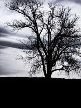 Lone tree on an overcast evening Stock Photos