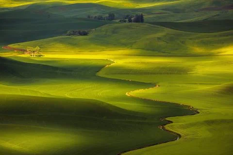 Lone Tree in the Palouse Stock Photos