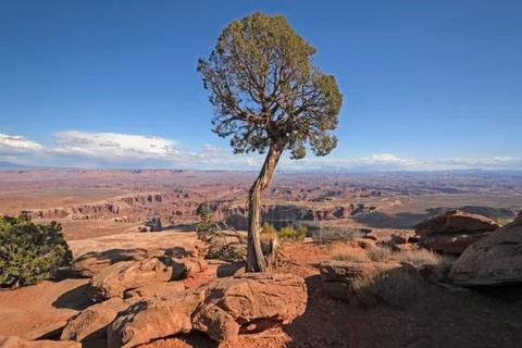 Lone Tree Panorama 스톡 사진