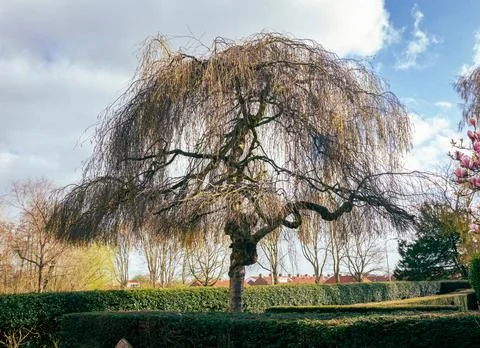Lone tree in a park Stock Photos
