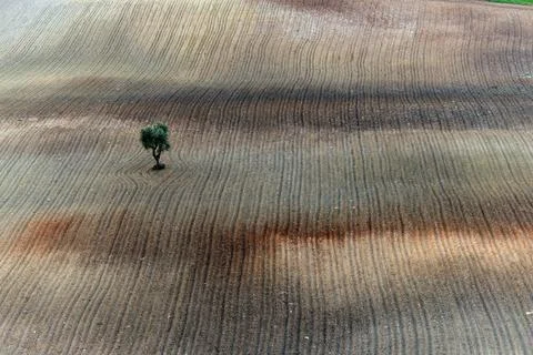 Lone Tree on Patterned Field Stock Photos