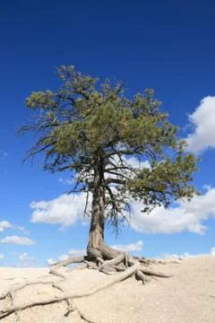 Lone tree Stock Photos