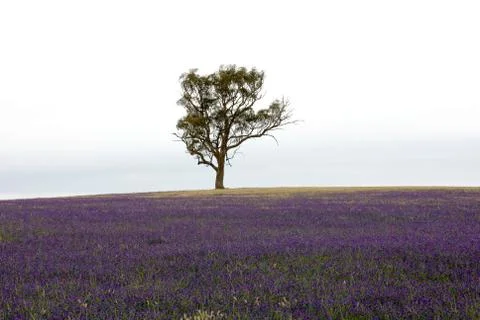 Lone tree Stock Photos