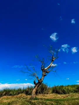Lone tree Stock Photos