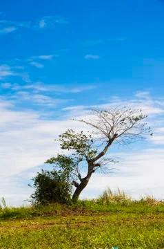 Lone tree Stock Photos