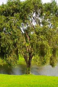 Lone tree Foto stock