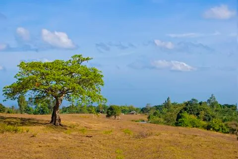 Lone tree Foto stock